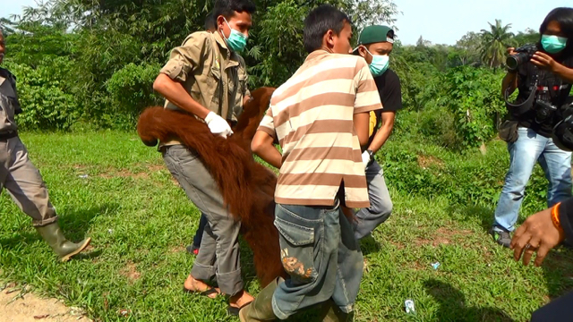 Proses evakuasi Pongky dari Medan Zoo, ke Karantina Orangutan SOCP. Foto: Ayat S Karokaro