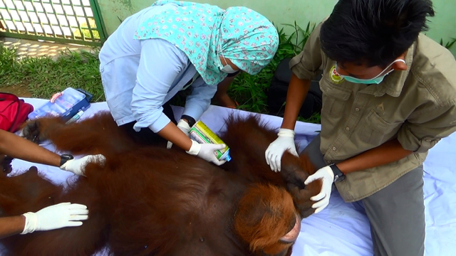 Setelah keluar dari dalam kandang, tim dokter hewan langsung memeriksa kondisi Pongky, orangutan Sumatera yang selama dua tahundi Medan Zoo. Foto: Ayat S Karokaro