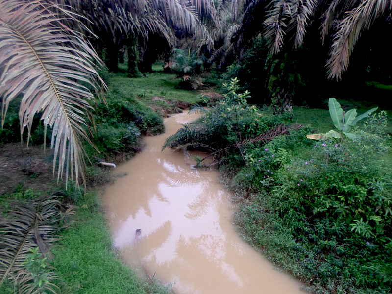 Salah satu kanal atau sungai yang akan dihijaukan warga dengan tanaman selain kelapa sawit, seperti bambu. Foto: Taufik Wijaya