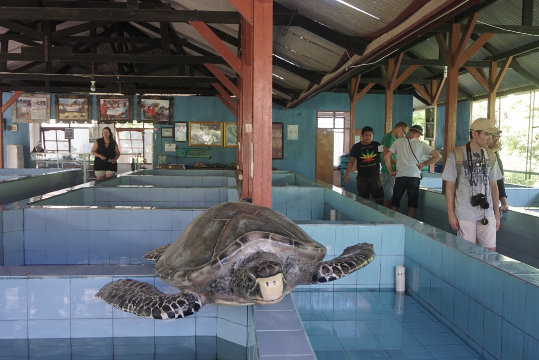 Suasana di tempat pemeliharaan penyu di Pusat Konservasi dan Pendidikan Penyu (Turtle Conservation and Education Center / TCEC), yang berada di Pulau Serangan, selatan Kota Denpasar, Bali. Foto : Anton Muhajir