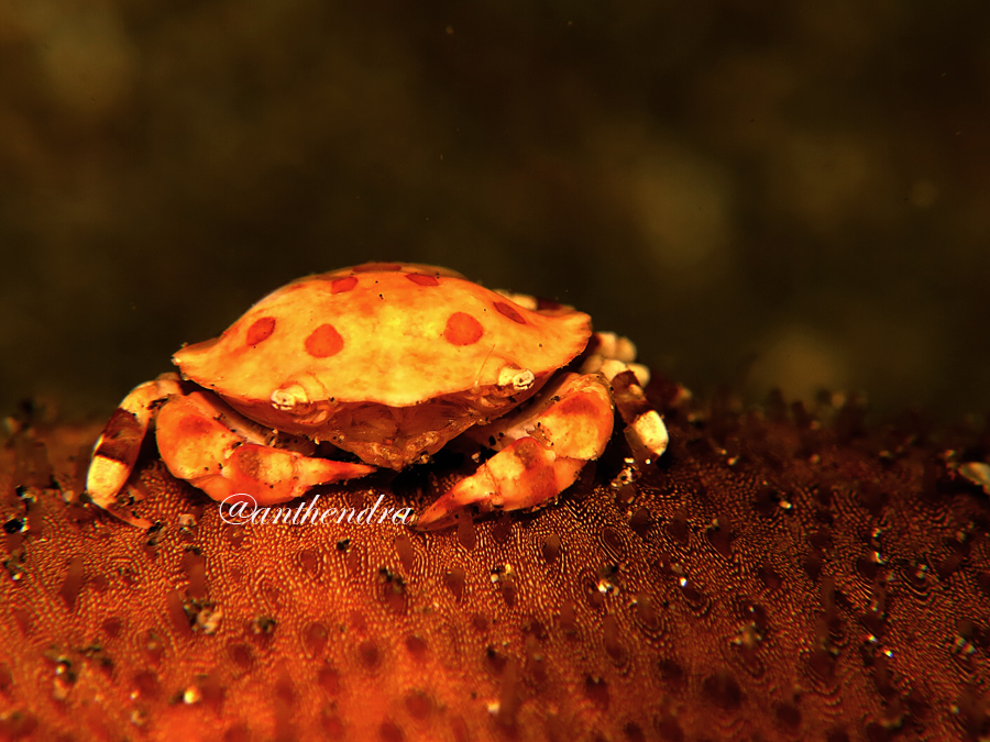 Kepiting teripang atau Orbicularis Lissocarcinus. Foto : Wisuda