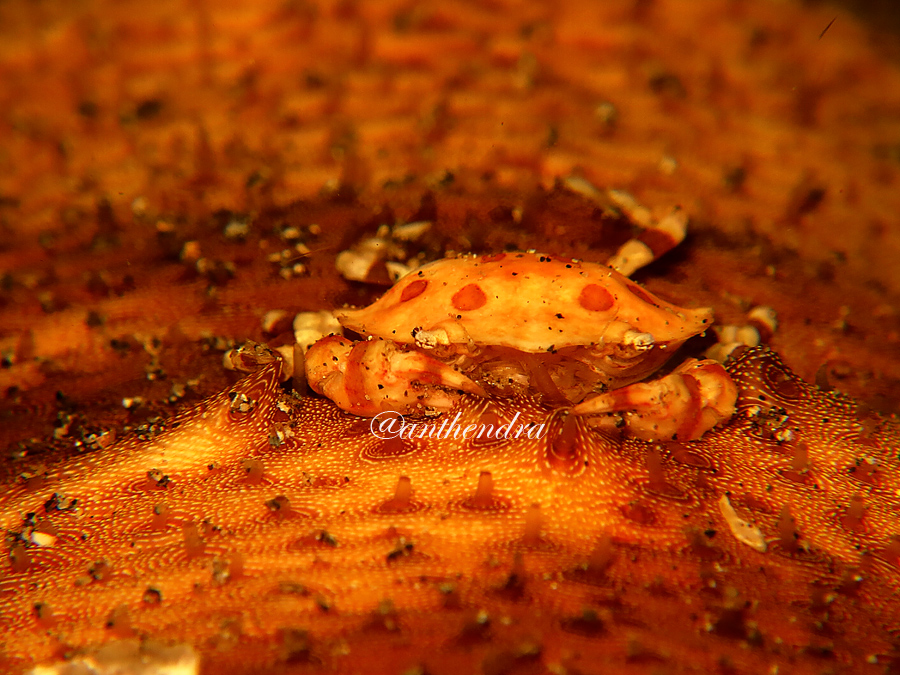 Kepiting teripang atau Orbicularis Lissocarcinus, kepiting yang hidup di teripang.  Foto : Wisuda