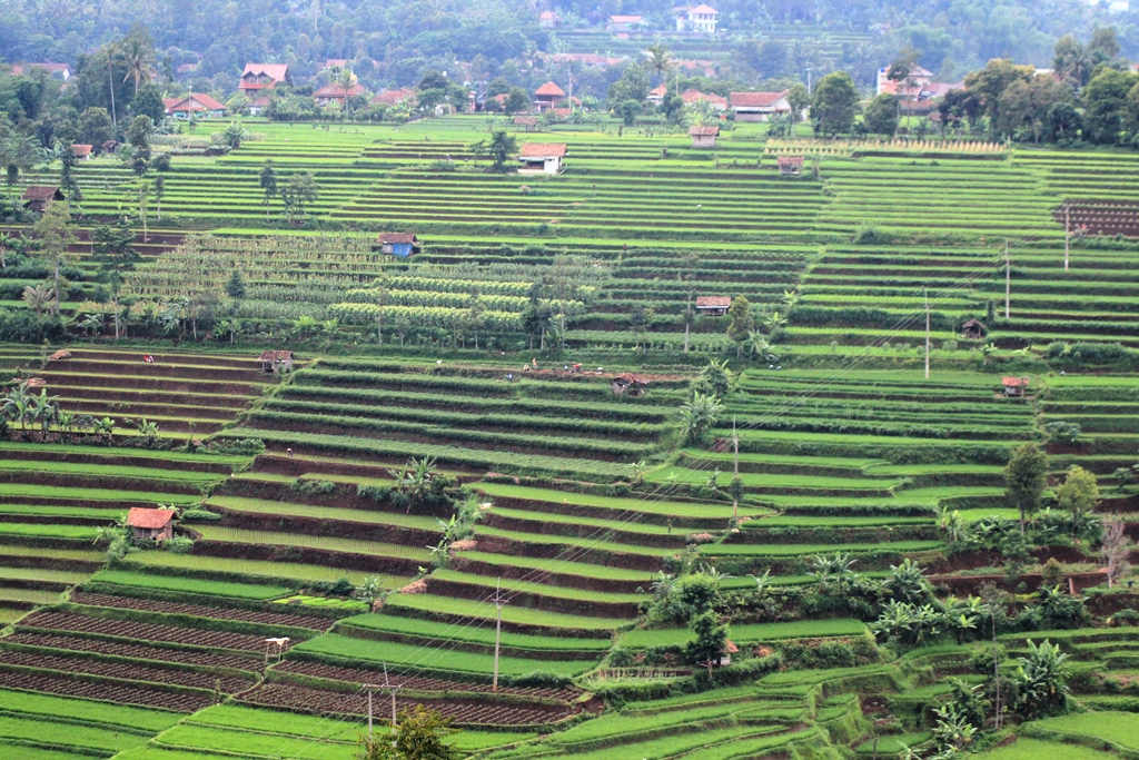 Hamparan pesawahan hijau memanjang diantara bukit menuju Curug Cileat, Cisalak, Subang, Jawa Barat, mengisyarakat keindahan desa yang tidak ditawarkan oleh perkotaan. Foto : Donny Iqbal