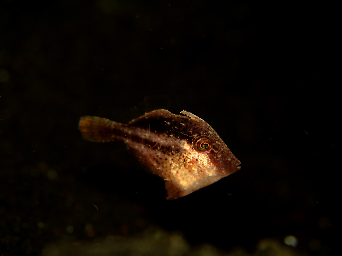 Filefish (Monacanthidae) merupakan ikan tetraodontiform laut subtropics. Foto : Wisuda