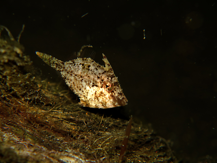 Filefish (Monacanthidae) tersebar di Samudera Atlantik, Pasifik dan Hindia. Foto : Wisuda