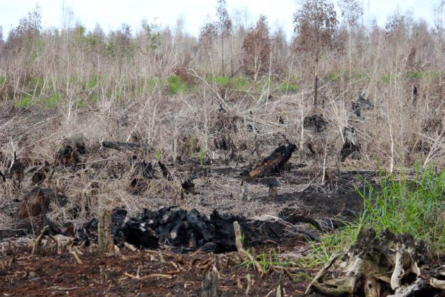 Hutan hambut di Taman Nasional Sebangau, Kalimantan Tengah, yang ludes terbakar pada akhir 2015. Foto: Sapariah Saturi