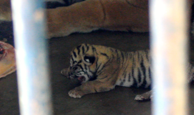 Ini anak harimau yang mati di usia 9 hari di kandang sempit Medan Zoo. Foto: diambil usia baru dua hari. Foto: Ayat S Karokaro