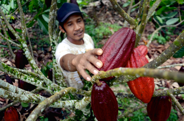 Petani di Kecamatan Wotu, memilih buah kakao yang sehat, dari hasil binaan PT Mars. Foto: Iqbal Lubis 