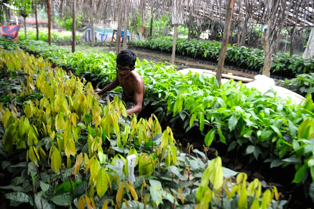 Sannawi, petani kakao di Desa Cendana Hijau Kecamatan Wotu, Luwu timur, memeriksa bibit kakao. Foto: Eko Rusdianto
