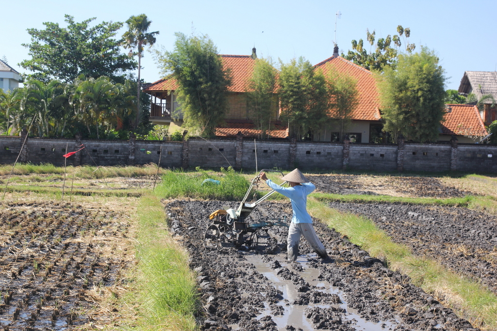 Petani membutuhkan air untuk irigasi sawahnya, ditengah tengah pembangunan villa di Canggu, Kuta, Badung. Bali sedang mengalami krisis air karena berbagai faktor seperti dampak industri pariwisata, alih fungsi lahan, dsb. Foto : Luh De Suriyani