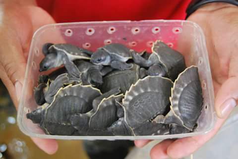 Sebanyak 3.230 ekor kura-kura moncong babi (Carettochelys insculpta) yang dikemas dalam kotak plastik yang akan diselundupkan berhasil digagalkan Petugas gabungan di Bandara Mosez Kilangin, Timika. Foto : BKIPM/BKSDA Papua