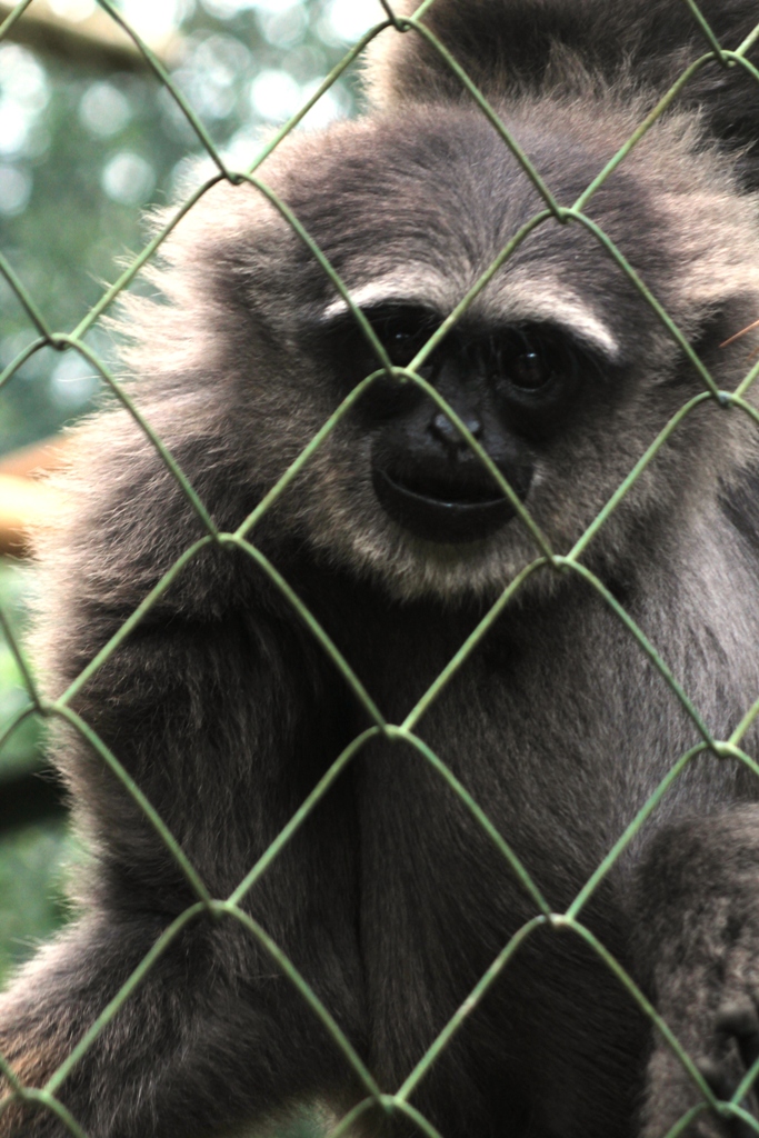  Owa jawa (Hylobates moloch) merupakan primata endemik jawa yang kian menurun populasinya di habitat alaminya. Foto : Donny Iqbal