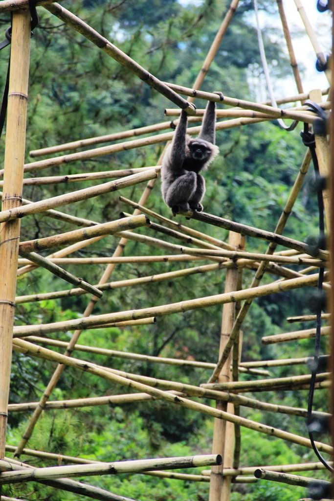 Seekor indukan owa jawa (Hylobates moloch) menggendung anaknya yang berumur 2 bulan di kandang rehabilitasi milik Aspinalls Foundation di Ranca Bali, Ciwidey, Kabupaten Bandung. Foto : Donny Iqbal