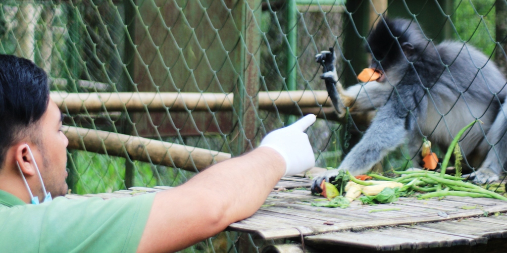  Seorang animal keeper di pusat penyelamatan primata Aspinalls Foundation di Ranca Bali, Ciwidey, Kabupaten Bandung sedang memberikan makan suruli yang juga primata endemik Jawa Barat. Foto : Donny Iqbal