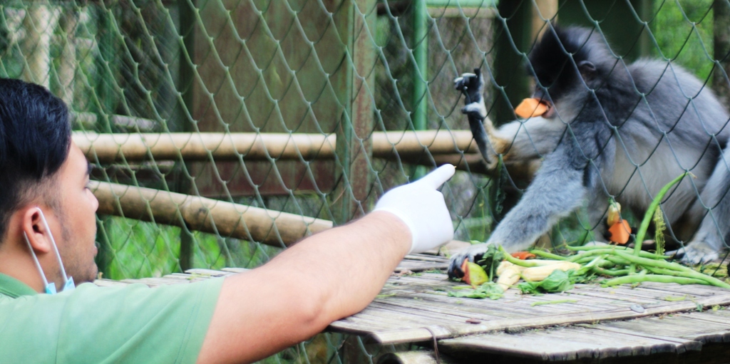 Seorang animal keeper di pusat penyelamatan primata Aspinalls Foundation di Ranca Bali, Ciwidey, Kabupaten Bandung sedang memberikan makan suruli yang juga primata endemik Jawa Barat. Foto : Donny Iqbal