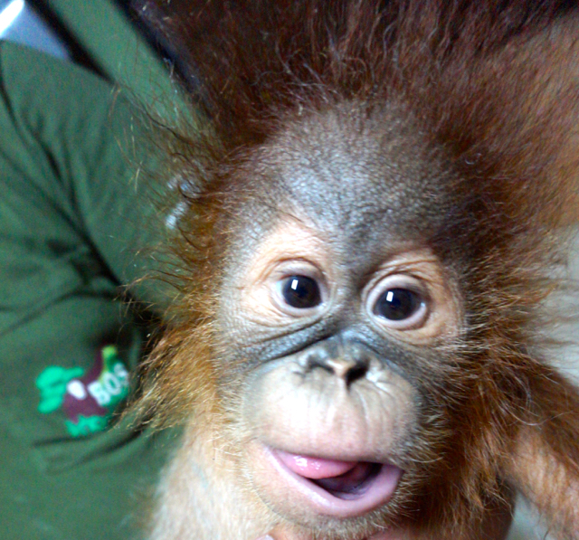 Puspa, bayi orangutan Sumatera berusia tujuh bulan ini akan direhabilitasi di SOCP, sebelum lepas liar. Foto: Yayasan BOS