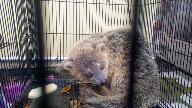 Bintorong hasil ditaan di Jogja. Foto: Tommy Apriando