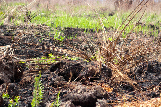 Pohon sawit hampir berbuah dikembangkan di lahan gambut dan terbakar. Apakah praktik-praktik seperti ini yang coba dipertahankan Kementan? Foto: Sapariah Saturi