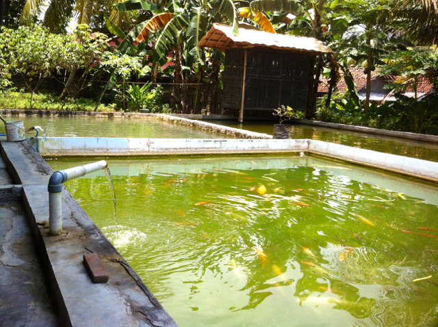 Warga Sikayu banyak memanfaatkan air melimpah dengan membuat kolam ikan. Foto: Nuswantoro