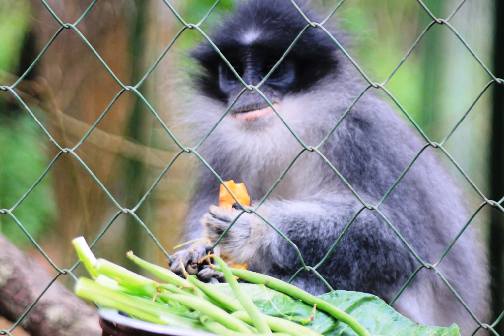  Surili jawa (Presbytis comata) adalah spesies monyet terancam punah yang berada di penangkarang Aspinall Foundation di Ranca Bali, Ciwidey, Kabupaten Bandung. senpajang 2015, sedikitnya 4 kelompok surili dilepasliarkan di Gunung Tilu, Kabupaten Bandung. Foto : Donny Iqbal