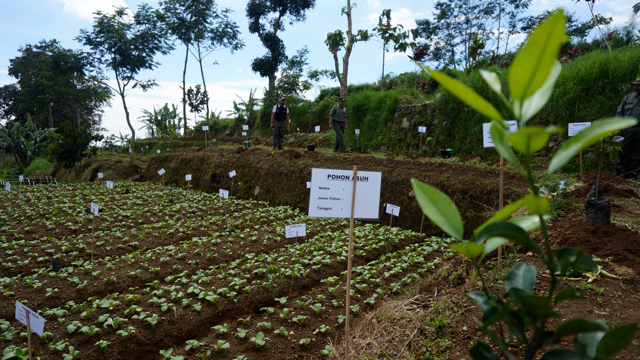 Lahan adopsi, yang diperuntukkan bagi tanaman-tanaman sumbangan dari berbagai pihak. Foto: Febriana Arum