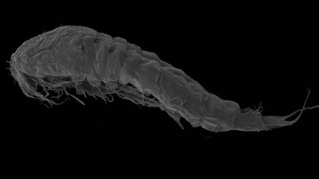 Mylonchulus brachyurus adalah hewan karnivora (Credit: Gaetan Borgonie/Nature Communications)