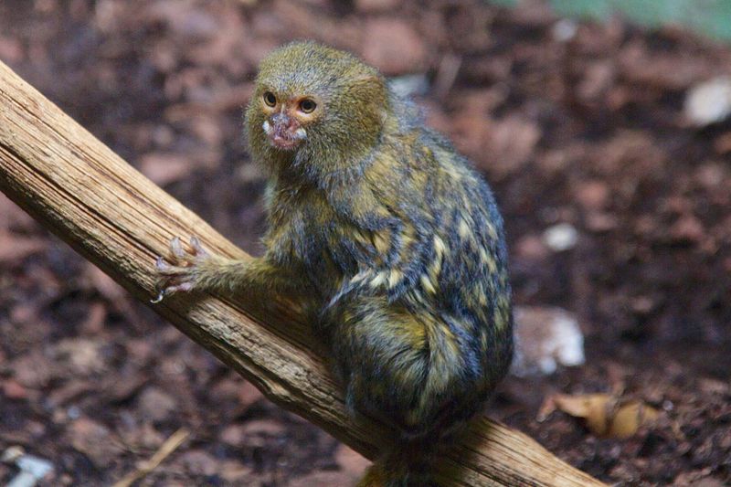 squirrel monkey pet uk