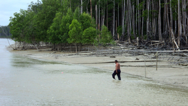 Hasil gambar untuk hutan merauke