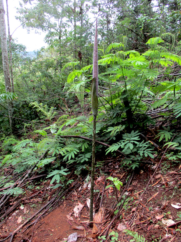 Bunga Amorphophallus variabilis yang diperkirakan mekar Senin, 28 Maret 2016. Foto: Dedek Hendry