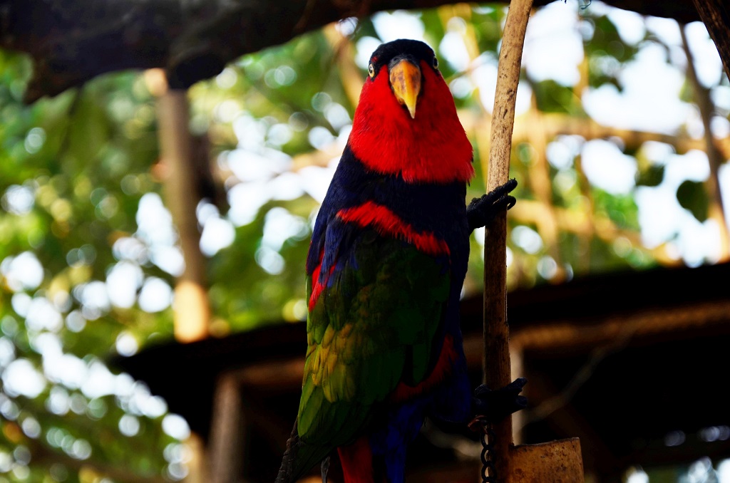 Salah satu jenis burung  langka di Sulawesi yang diburu seiring dengan meningkatnya permintaan pasar, yang dipicu oleh aktivitas pemeliharaan satwa untuk hobi. Di Makassar bahkan kini banyak brmunculan komunitas hobi untuk para pemeliharan satwa langka ini. Foto : Wahyu Chandra