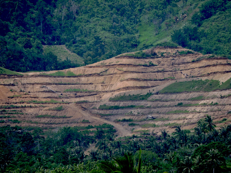 Daerah hulu Danau Limboto di Kecamatan Bongomeme, Kabupaten Gorontalo, yang mulai ditanami sawit. Foto: Christopel Paino