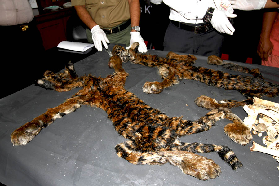 Barang bukti kulit harimau sumatera dan belulangnya yang disita Polda Aceh dari pelaku di Cot Gapu, Kabupaten Bireuen, Aceh. Foto: Junaidi Hanafiah