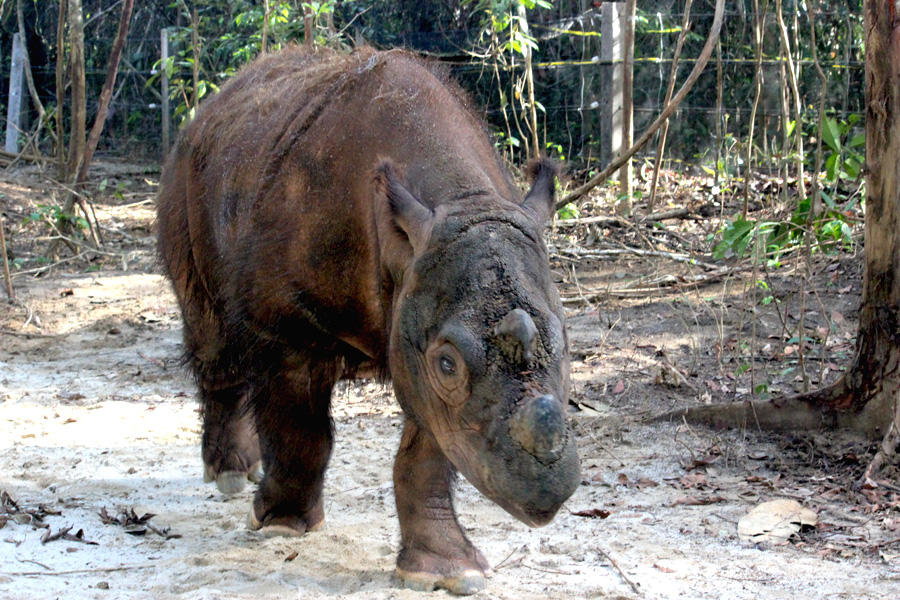 Harapan, badak sumatera yang lahir dan besar di Cincinnati Zoo, Ohio, Amerika Serikat, yang telah pulang ke Indonesia 2 November 2015. Saat ini, Harapan berada di Suaka Rhino Sumatera (Sumatran Rhino Sanctuary, SRS) Taman Nasional Way Kambas, Lampung. Foto: Rahmadi Rahmad 