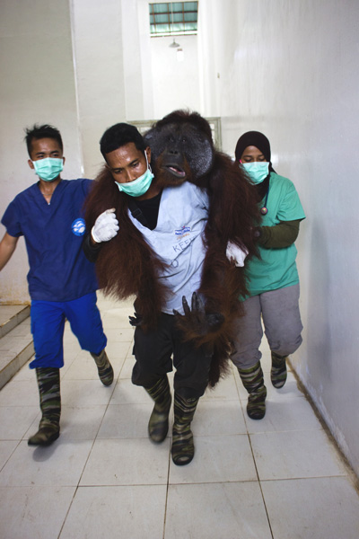 Orangutan yang akan dilepasliarkan di TNBBBR. Foto: IAR