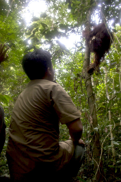 TNBBBR diharapkan menjadi habitat yang sesuai bagi orangutan yang dilepasliarkan. Foto: IAR