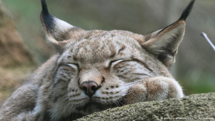 Lynx yang tetap tidur tanpa terpengaruh perubahan cahaya. Sumber foto: DW/Picture alliance-blickwinkel