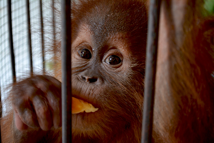 Satu dari tiga bayi orangutan yang disita oleh Polda Riau pada 7 November 2015 dari pelaku perdagangan. Foto: Hendra Ferdian/WWF-ID