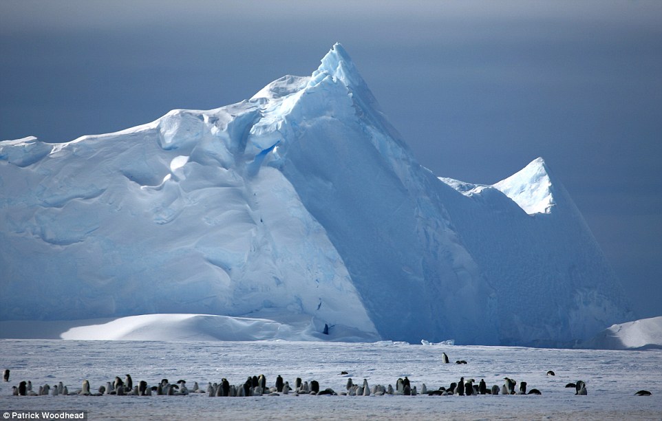 Penguin di Kutub Selatan. Sumber foto: PAtrick Woodhead/Dailymail