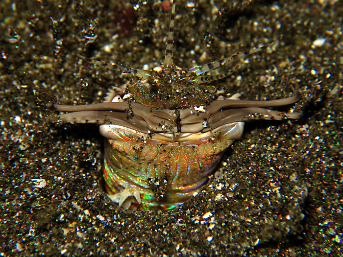 Bobbit worm atau cacing bobit, dapat ditemukan di segala penjuru lautan hangat di seluruh dunia, termasuk Indo-Pasifik dan Atlantik.  Foto : Wisuda