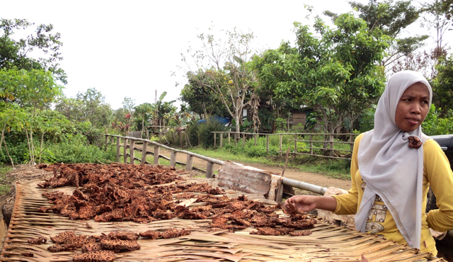 Hasil alam sarang semut Kampung Tanas Distrik Elikobel, Merauke. diolah menjadi obat herbal. Kampung ini terletak di hulu Kali Maro. Foto: Agapitus Batbual