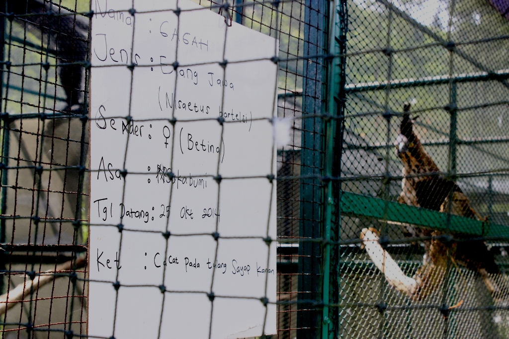 Ada 10 elang yang cacat permanen akibat perburuan liar di Pusat Konservasi Elang Kamojang, Garut, Jabar. Elang Jawa (Nisatus bartelis) ii mengalami patah tulang sayap kanan akibat kekejaman majikannya. Foto : Donny Iqbal