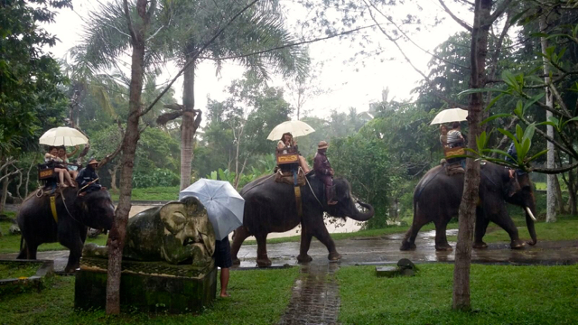 Gajah-gajah ini walaupun melakukan pertunjukan dan bisa dinaiki wisatawan, tetapi mendapatkan perawatan dan pengawasan ketat agar kesehatan mereka terjaga. Foto: Indra Nugraha