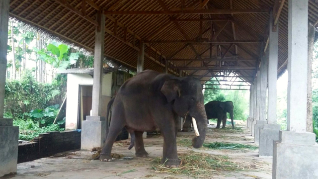 Gajah-gajah ini bebas, tanpa terikat. Foto: Indra Nugraha