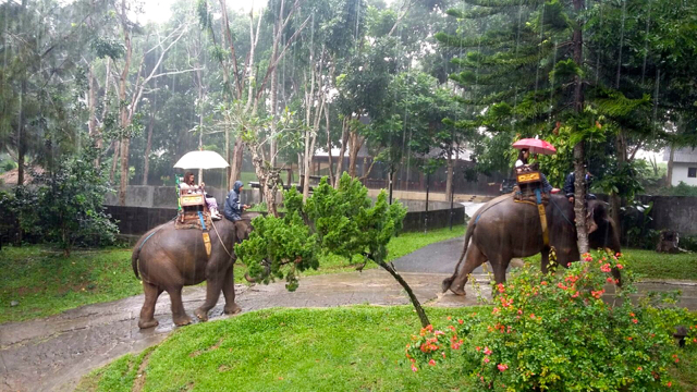 Gajah-gajah di Bali Elephant Camp. Foto: Indra Nugraha