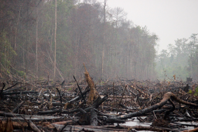 Hutan gambut di Kalimantan Tengah, yang baru usai terbakar (dibakar). Foto: Sapariah Saturi 