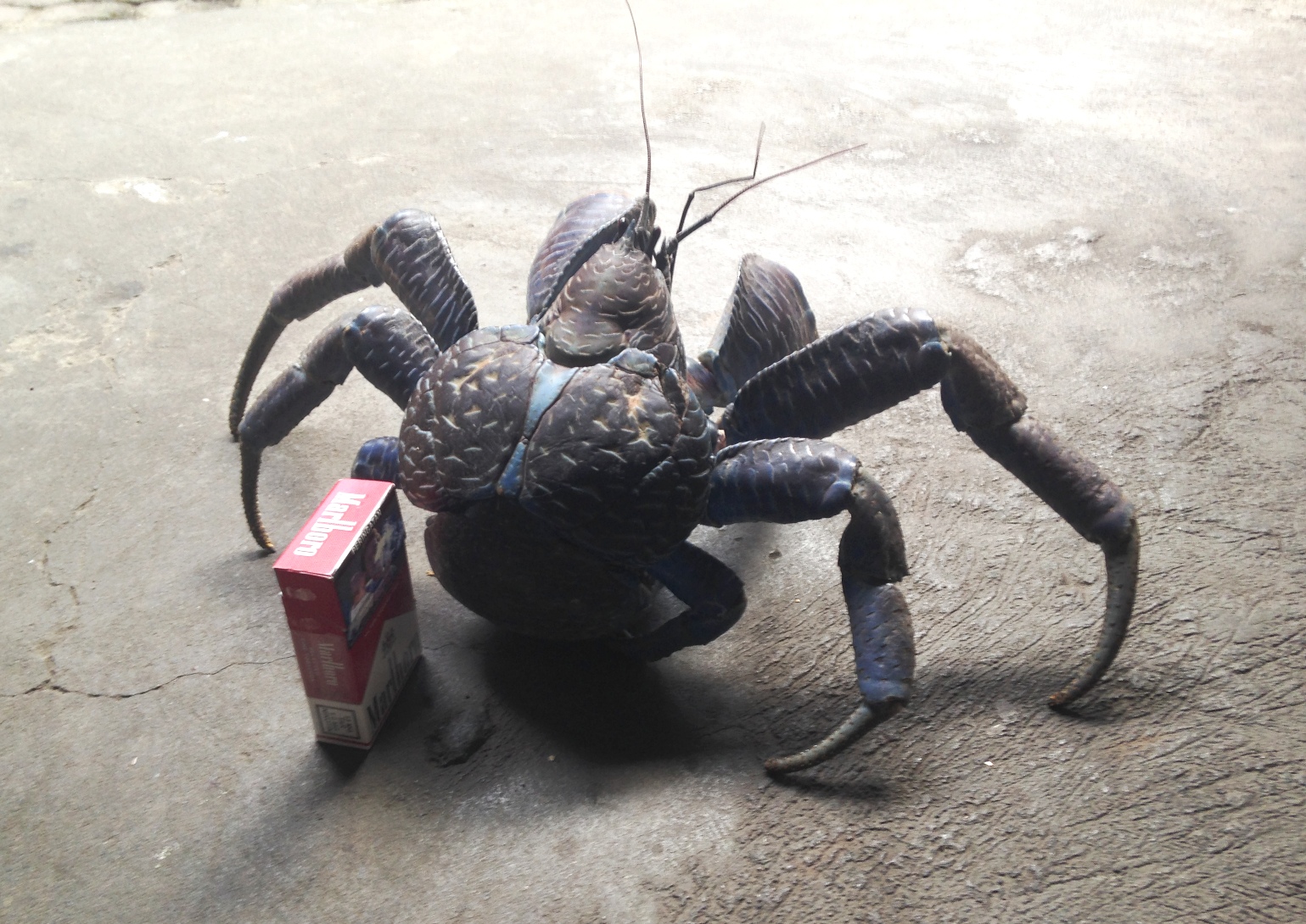 Kepiting kelapa (Birgus latro) disalah satu warung makan di kota Ternate, Maluku Utara. Kepiting ini makin langka karena perburuan. Foto : Akhyari Hananto