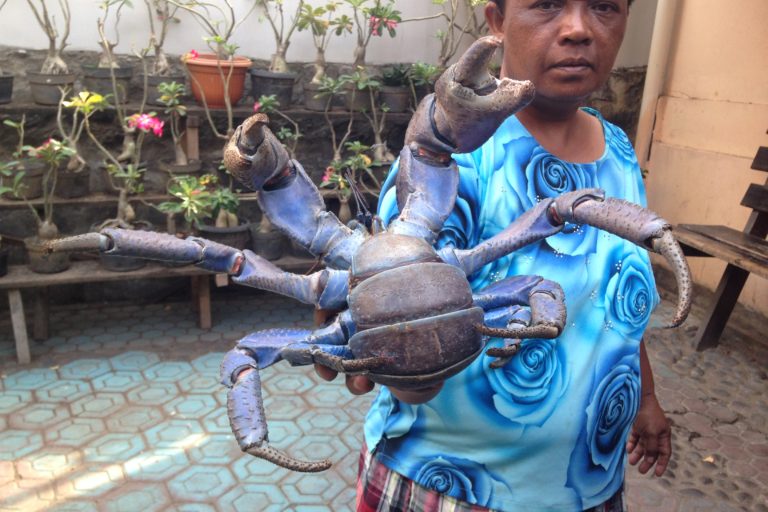 Seorang ibu memperlihatkan kepiting kelapa (kepiting kenari) di salah satu warung makan di Kota Ternate, Maluku Utara. Kepiting ini makin langka karena perburuan untuk dimakan. Foto : Akhyari Hananto/ Mongabay Indonesia