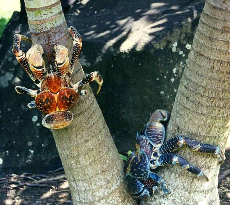 Kepiting kelapa (Birgus latro) yang makin langka karena perburuan. Foto : wikimedia