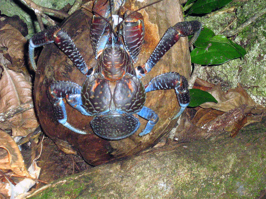 Kepiting kelapa (Birgus latro) dengan makanan utama kelapa. Orang Inggris menyebutnya robber crab karena menganggap kepiting itu mencuri kelapa untuk makanannya. Foto : wikimedia