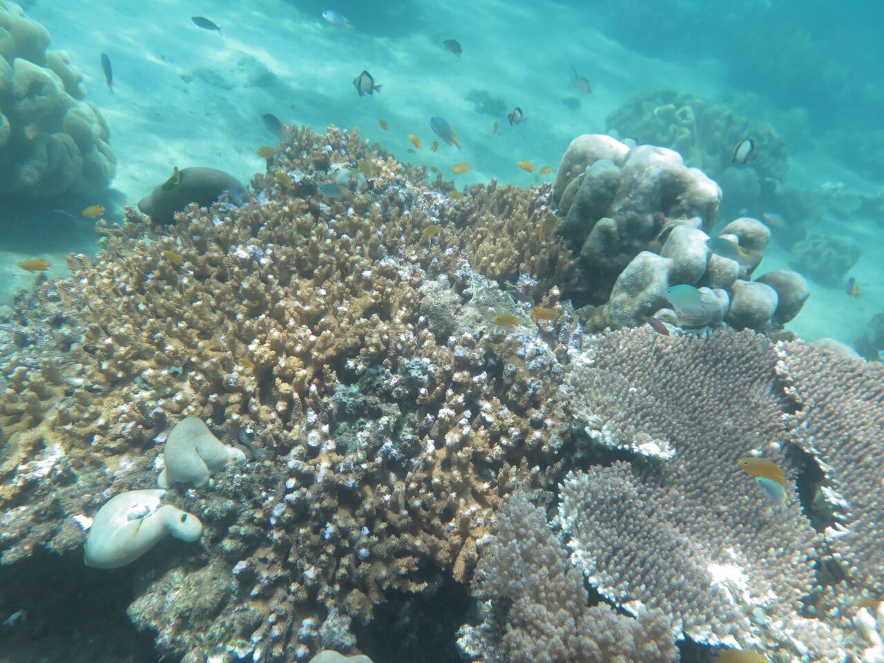 Salah satu spot keindahan bawah air di pesisir Pantai Bangsring, Kecamatan Wongsorejo, Banyuwangi, Jawa Timur. Ribuan jenis ikan dan terumbu karang menjadi daya tarik wisata Pantai Bangsring ini.  Foto : M Ambari